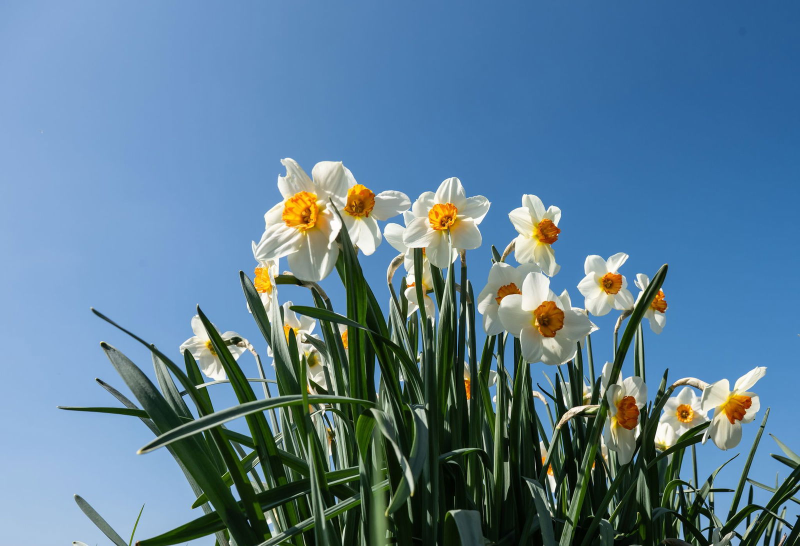 Die blühenden Frühlingsboten machen Freude beim Spaziergehen. (Archivbild)