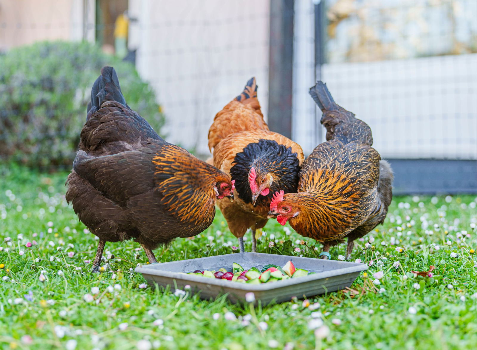 Manche Hühner sind zwar sehr zutraulich, aber es sind keine Kuscheltiere.