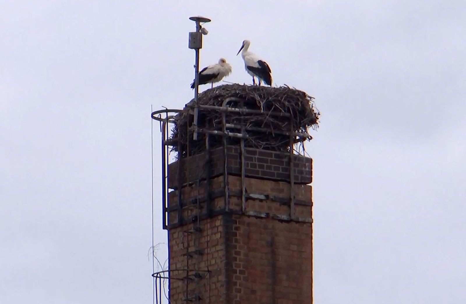 In der sächsischen Kleinstadt Mügeln gibt es Streit im Storchennest.