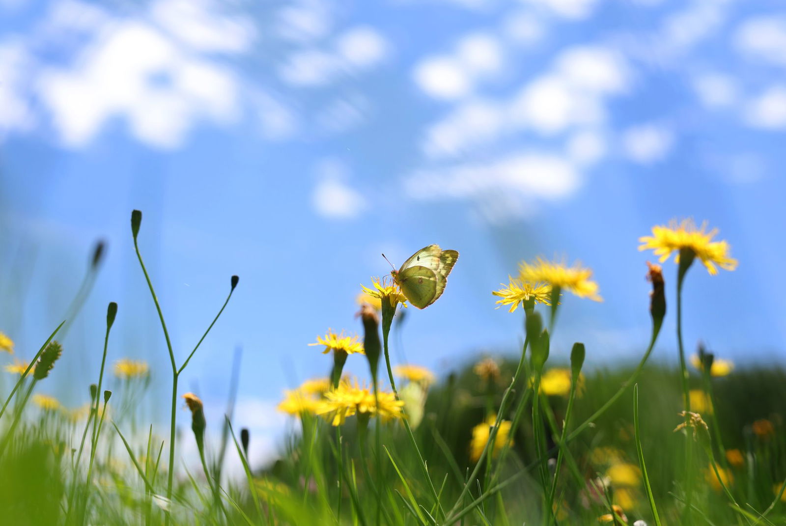 Sich an der bunten Natur freuen statt zu mähen - dafür wirbt die Aktion «mähfreier Mai»