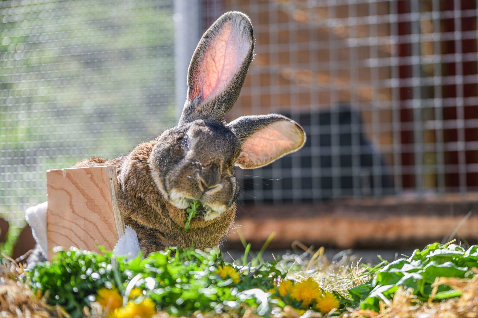 Für das Riesenkaninchen ist der Rollator eine große Hilfe.