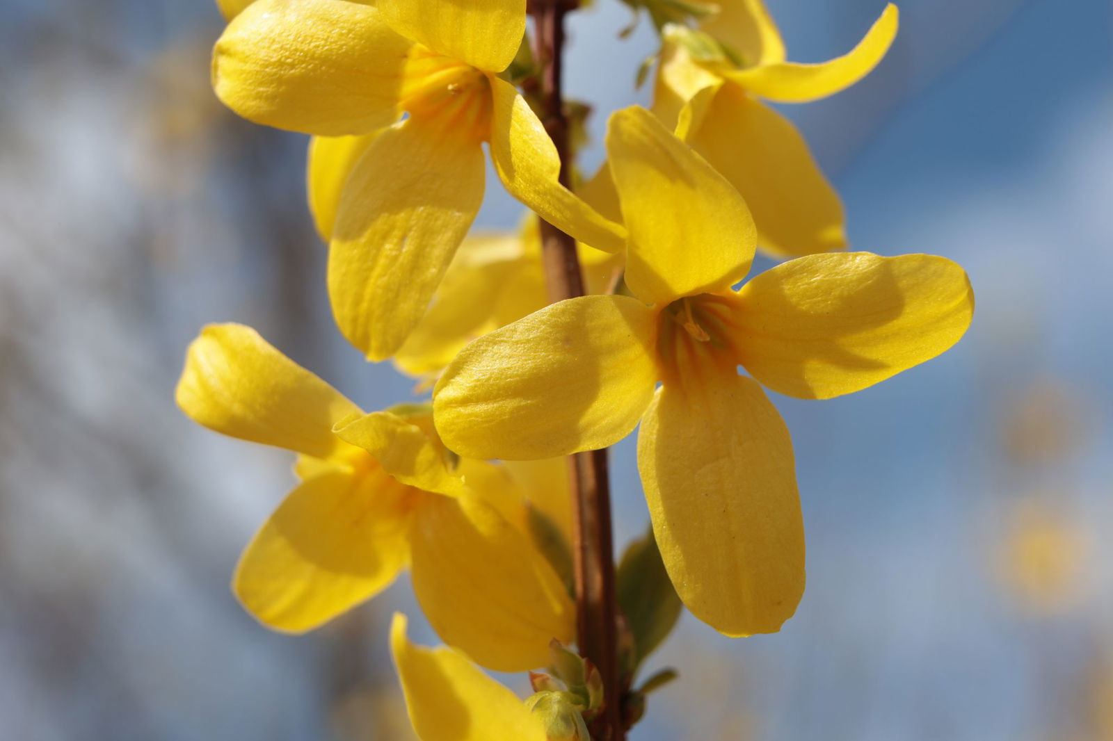 Tagsüber sonnig, nachts sehr kalt - das sind die Aussichten für Hessen.
