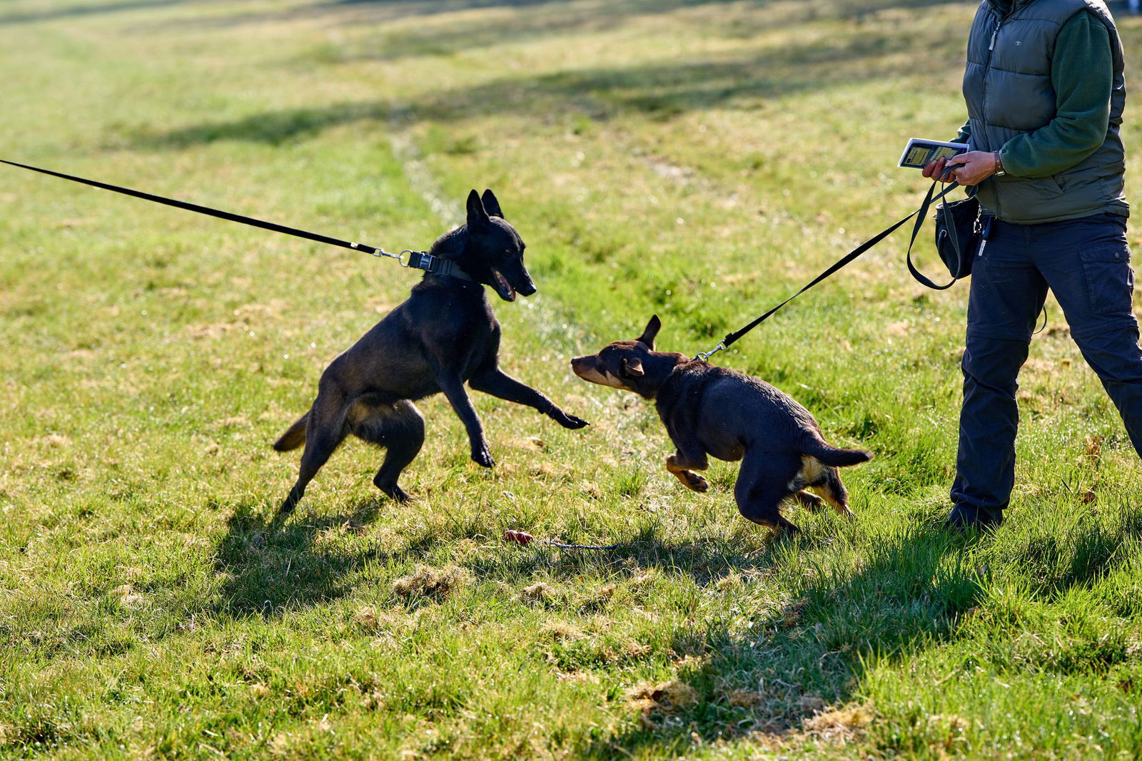 Bevor Kadaver-Spürhunde ausgebildet werden, wird ihre Eignung getestet. Dabei geht es auch um das Wesen der Tiere. 