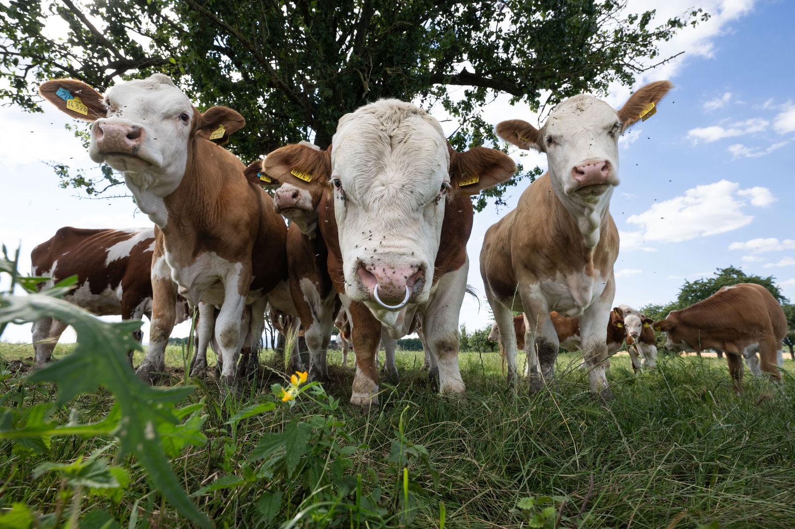 Tiervermarkter soll in größerem Stil betrogen haben. (Foto Illustration)