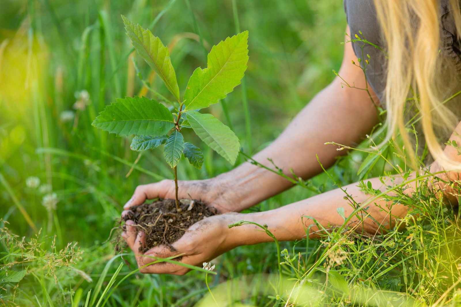 Einpflanzen Baum für Baum