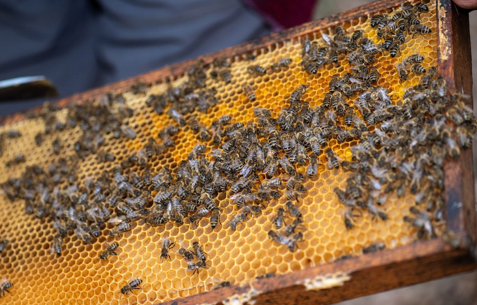 Nach dem Winter sind rund 10.000 Bienen in einem Stock.