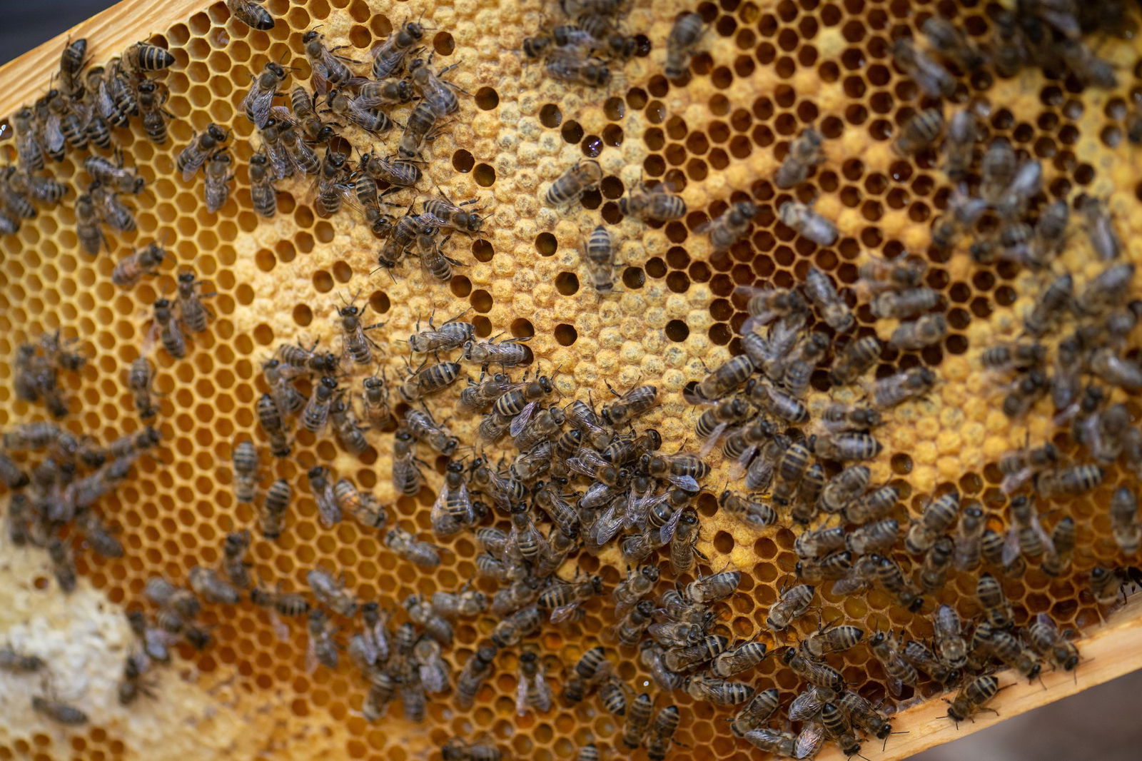 Imker ernten in der Regel zweimal im Jahr.