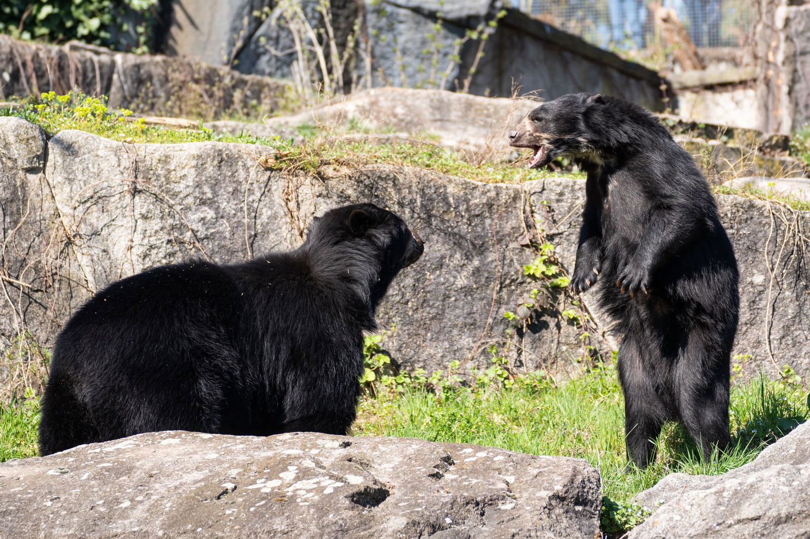 Suyana war anfangs nicht so begeistert von seinen Annäherungsversuchen.