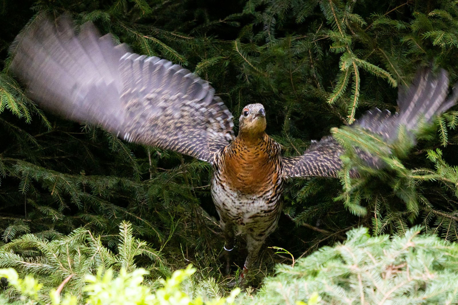 Das Freilassen von norwegischen Auerhühnern in den Vogesen ist umstritten. (Archivbild)