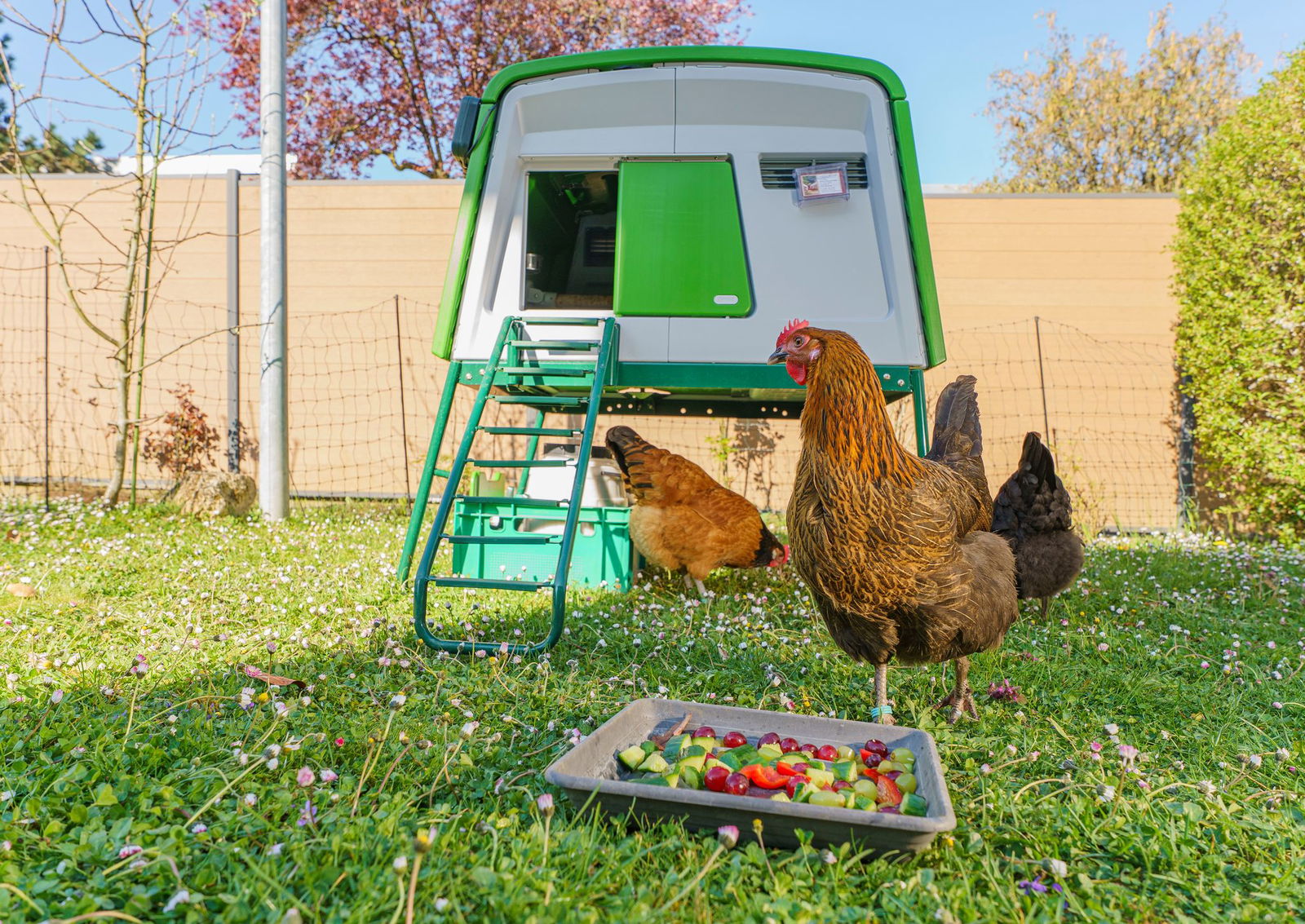Hennen im Garten bedeutet für die Familie: «Hühner gucken vom Wohnzimmer aus.»