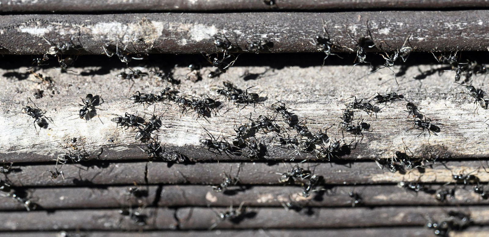 Die Ameisenart bedroht Wissenschaftlern zufolge Gebäude. (Archivfoto)