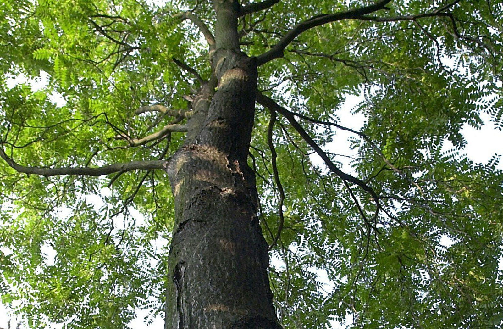 Der Götterbaum ist robust, aber nicht unbedingt beliebt. Er verdrängt andere Arten.