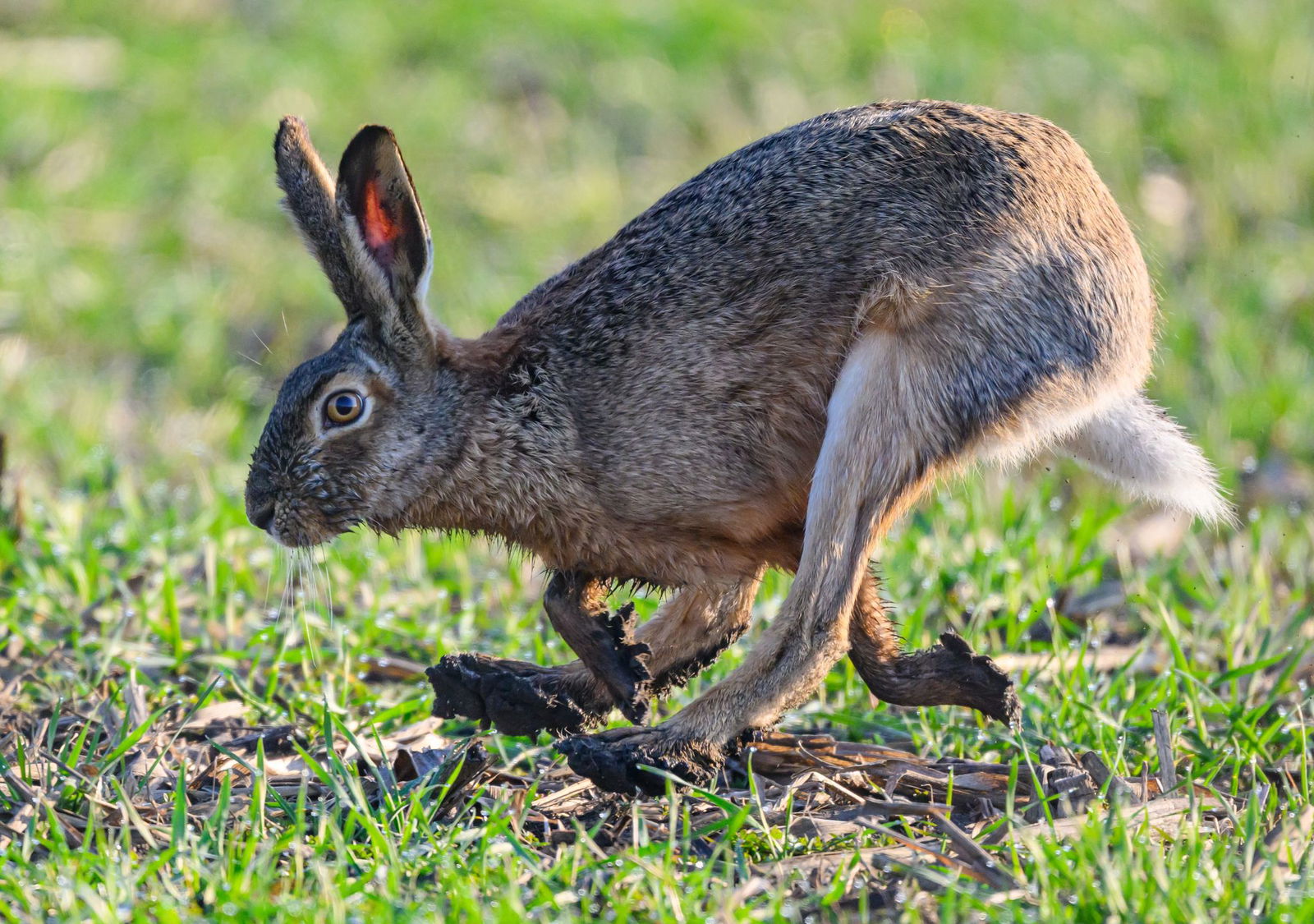 Der trockene Frühling hat den Feldhasen gutgetan. Denn für den Nachwuchs ist es die wichtigste Jahreszeit. Dann entscheidet sich, ob er überlebt. (Archivbild) 