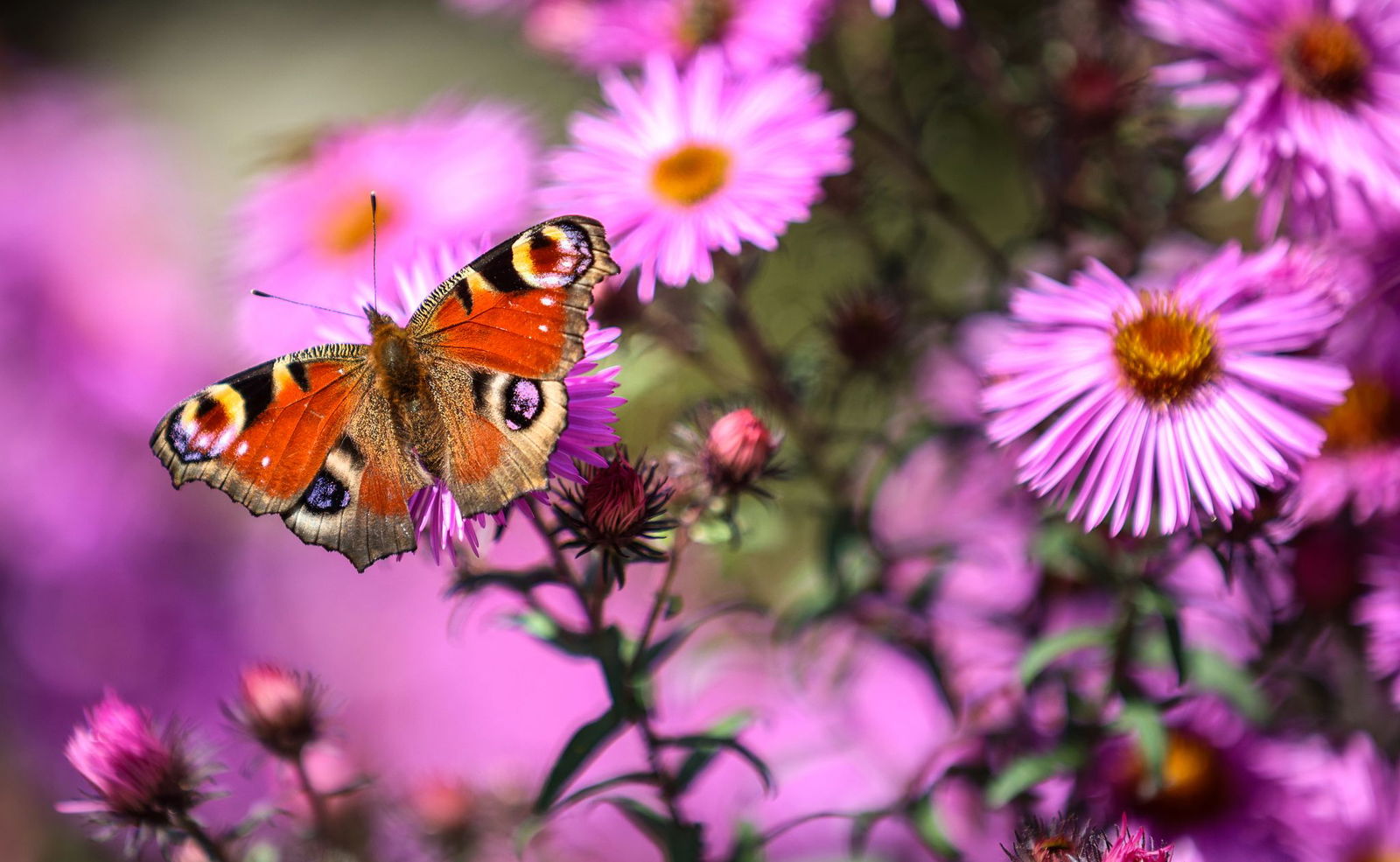 Viele Insekten profitieren von der Trockenheit. (Archivbild)