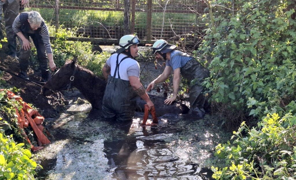 Pferd steckt in Schlamm fest