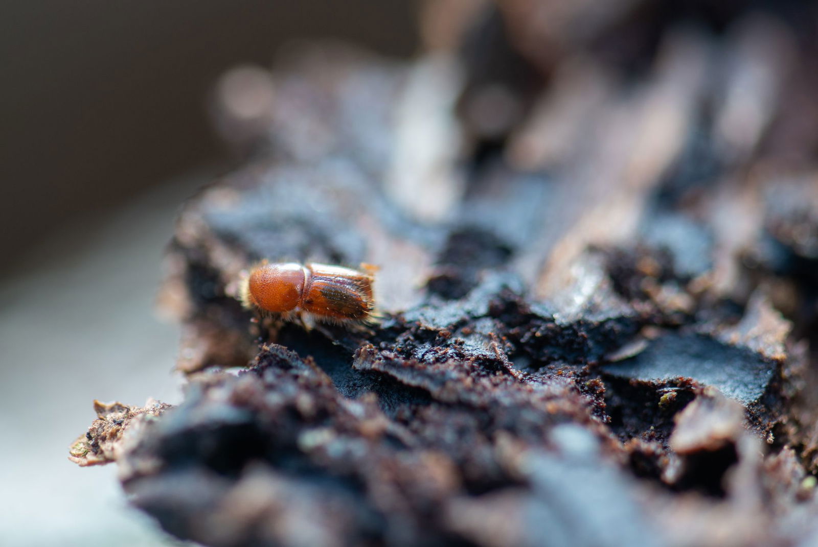 Er ist klein, kann aber für große Schäden in Fichtenwäldern sorgen: Der Buchdrucker - auch Borkenkäfer genannt. (Archivfoto)
