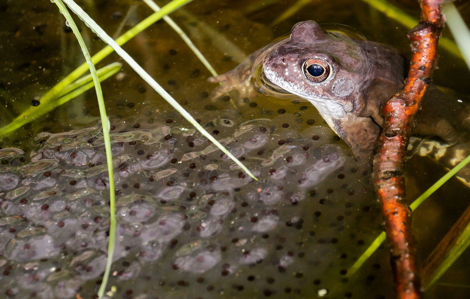 Amphibien können Probleme bekommen, wenn ihre Laichgewässer austrocknen. (Archivbild)