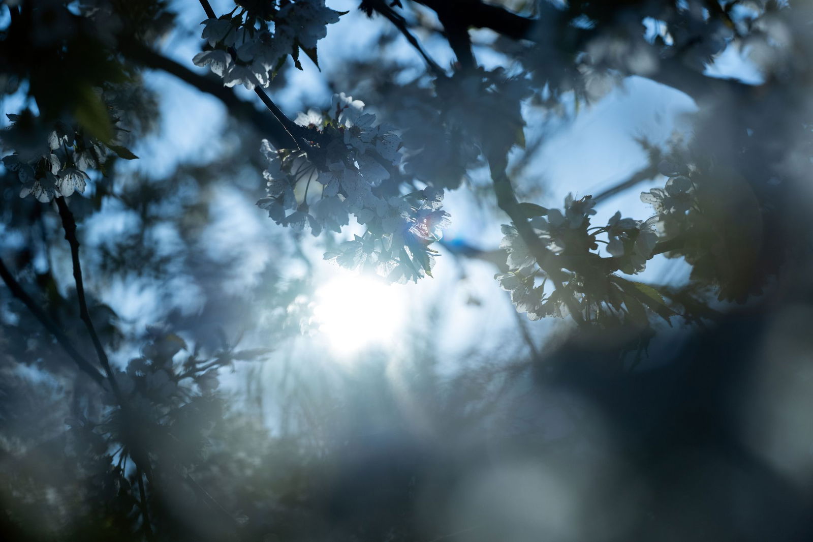 Bis mindestens Mittwoch scheint in Rheinland-Pfalz und im Saarland laut dem Deutschen Wetterdienst die Sonne. (Symbolbild)