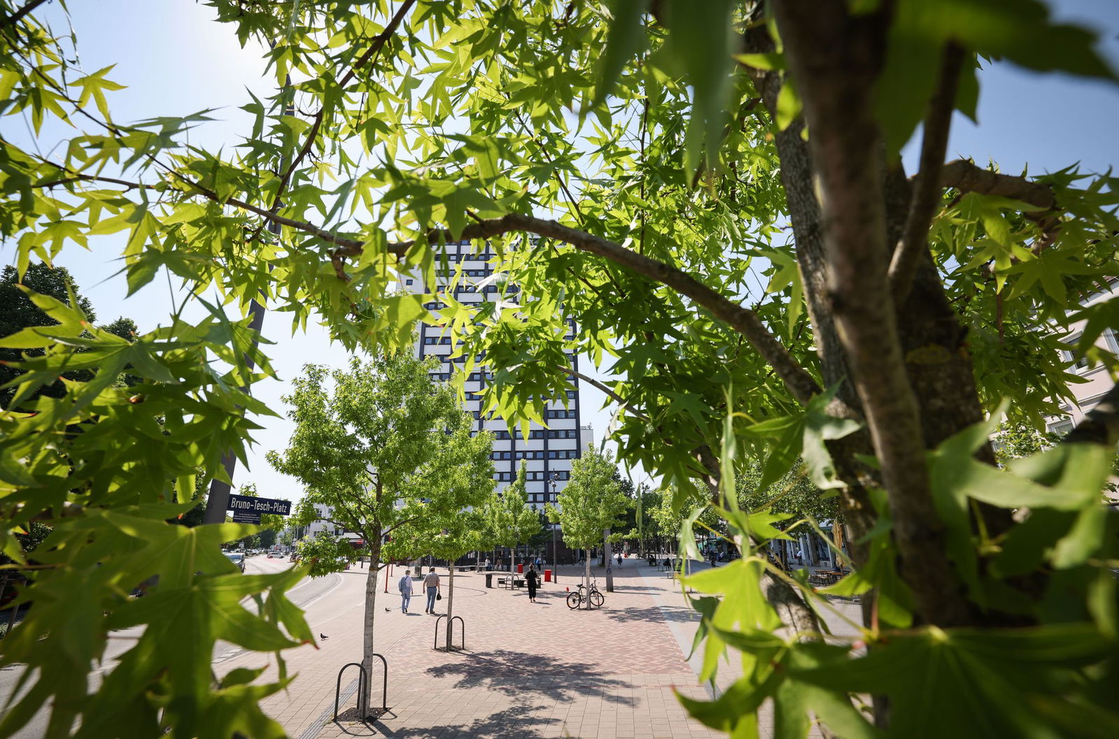Stadtbäume müssen gut gepflegt werden, wenn sie überleben sollen.