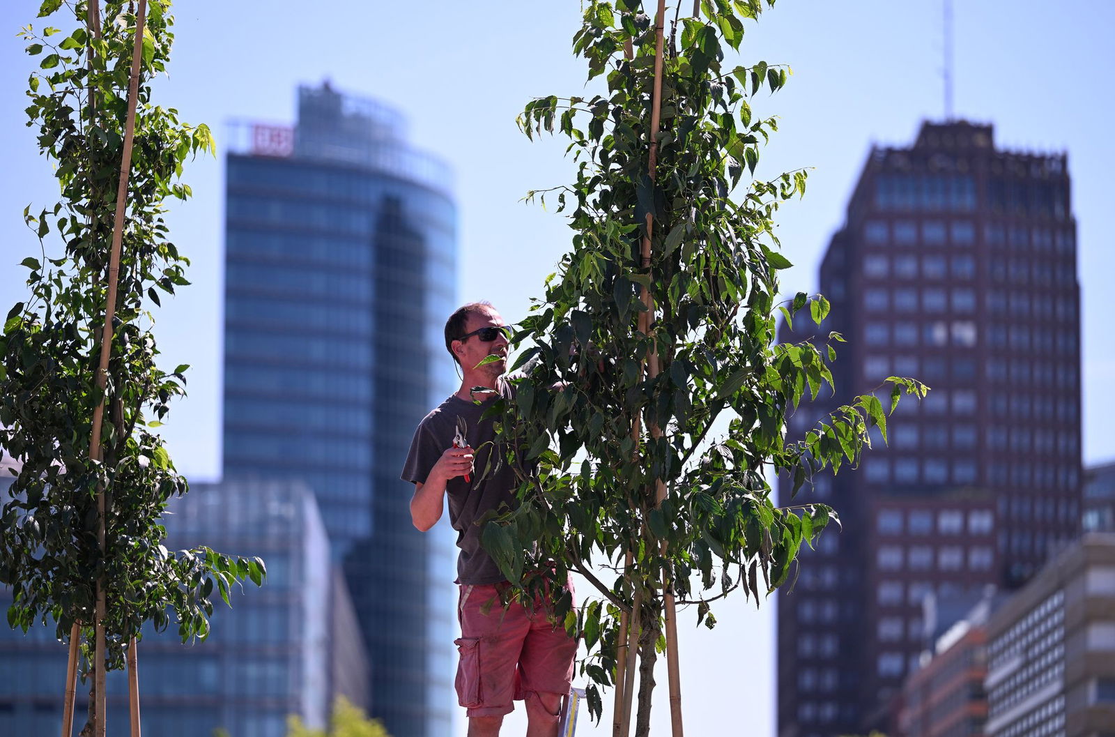 Der Zürgelbaum gilt als ein Baum der Zukunft.