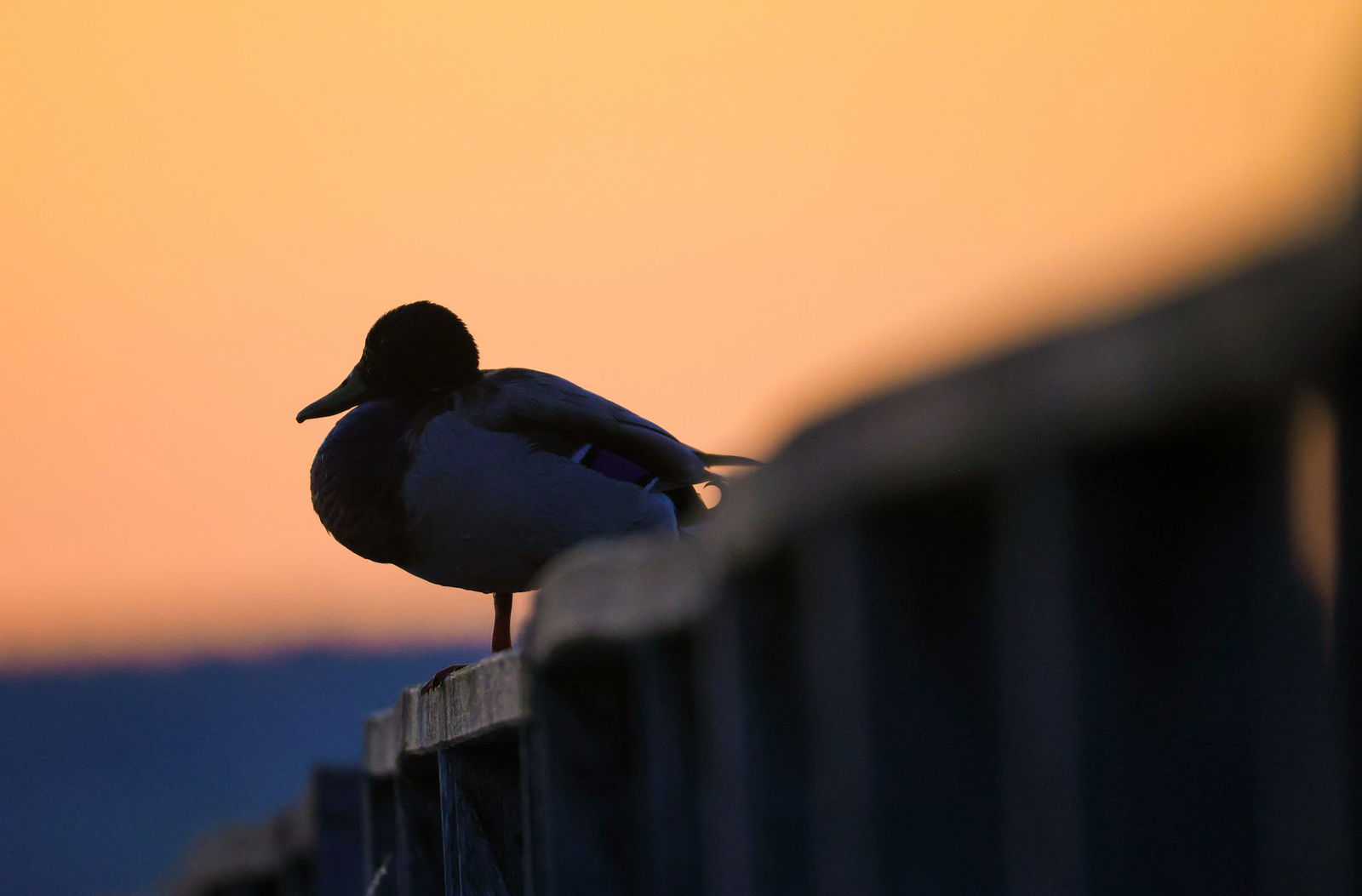 Am Rhein werden Mitte der Woche bis zu 25 Grad erwartet. 