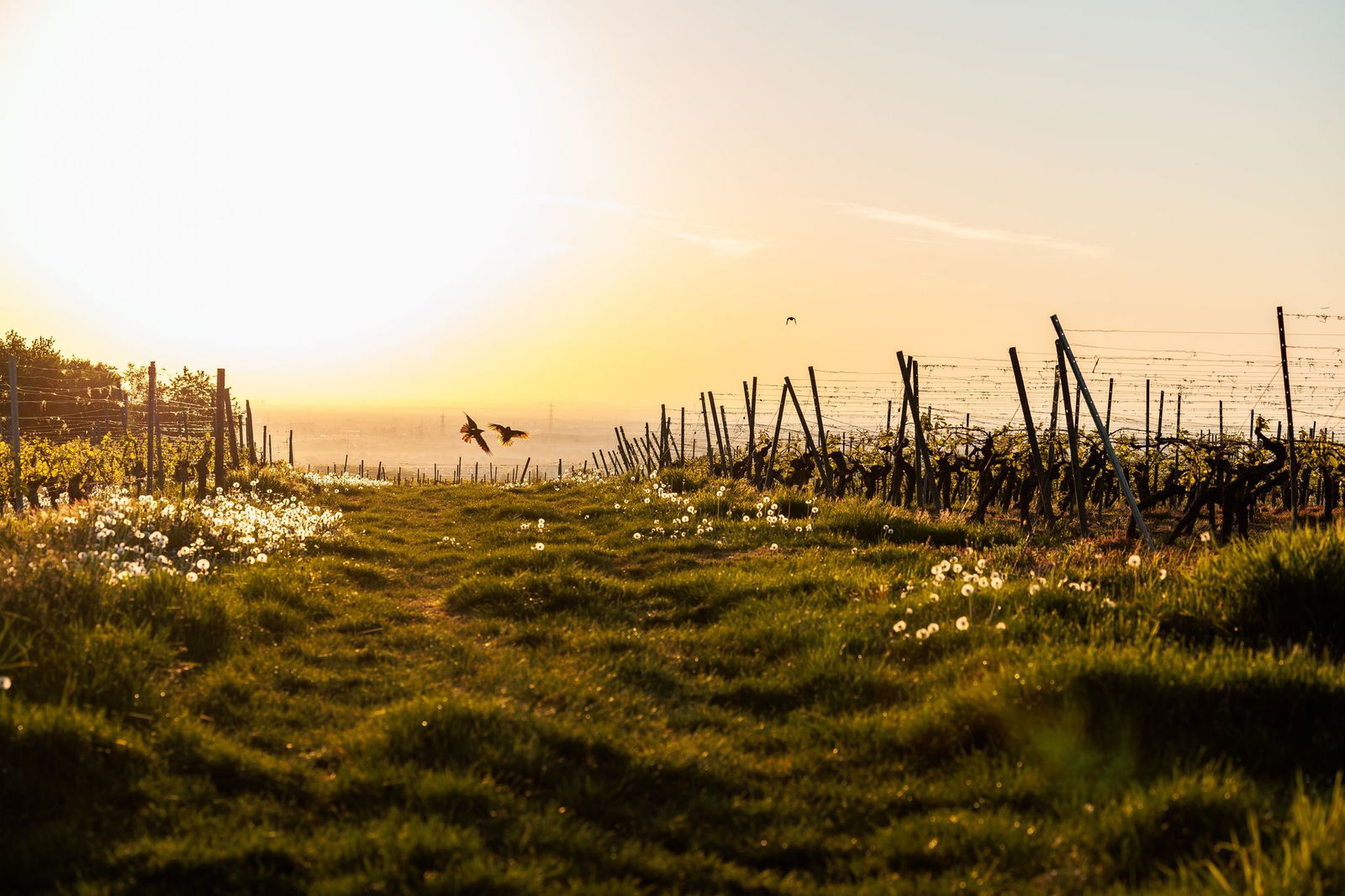 Zum Ende der Woche liegen die Temperaturen in Rheinland-Pfalz und dem Saarland mitunter bei mehr als 20 Grad. (Symbolbild)