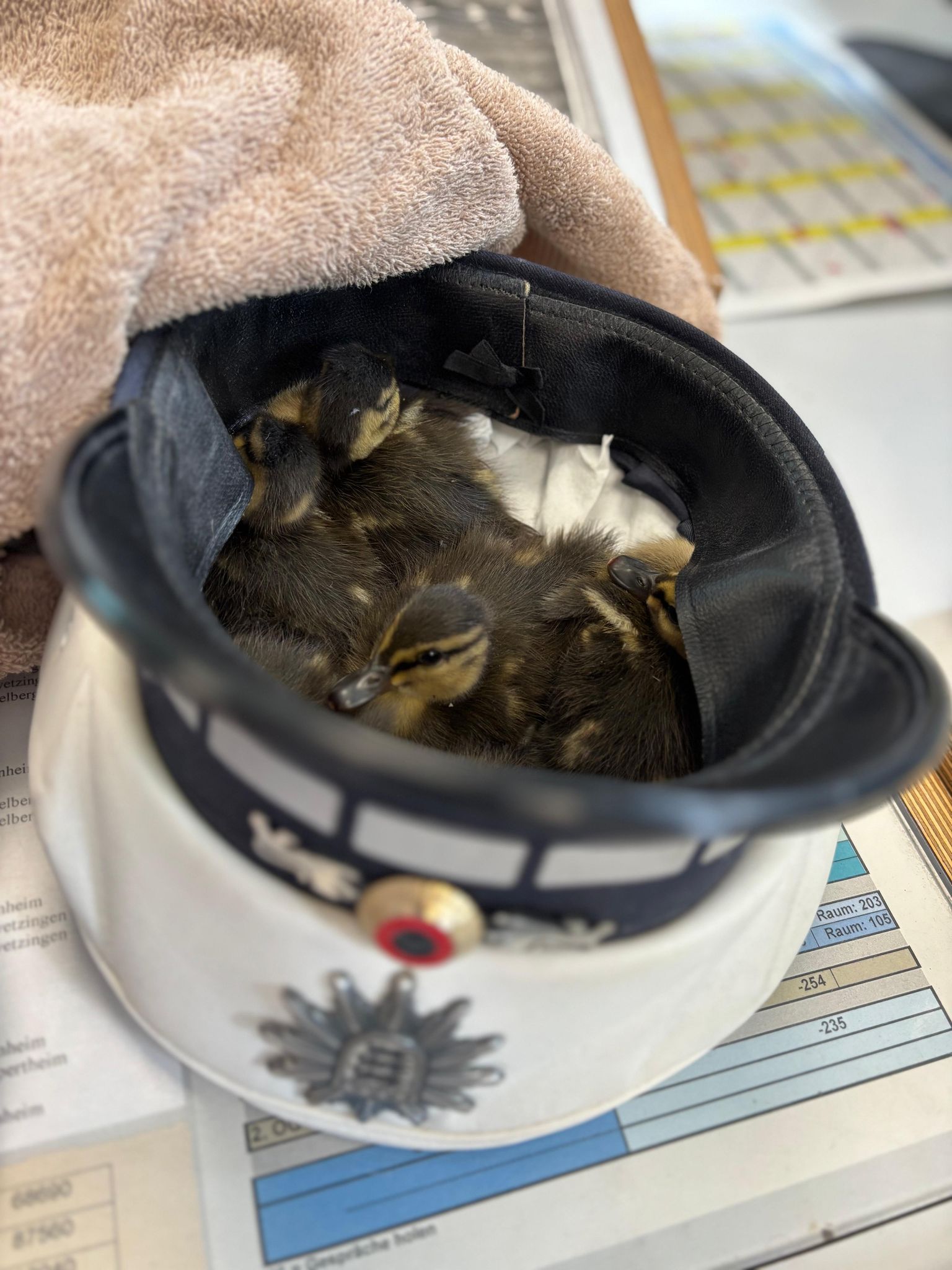 Die Polizei übergab die Küken der Tierrettung. 