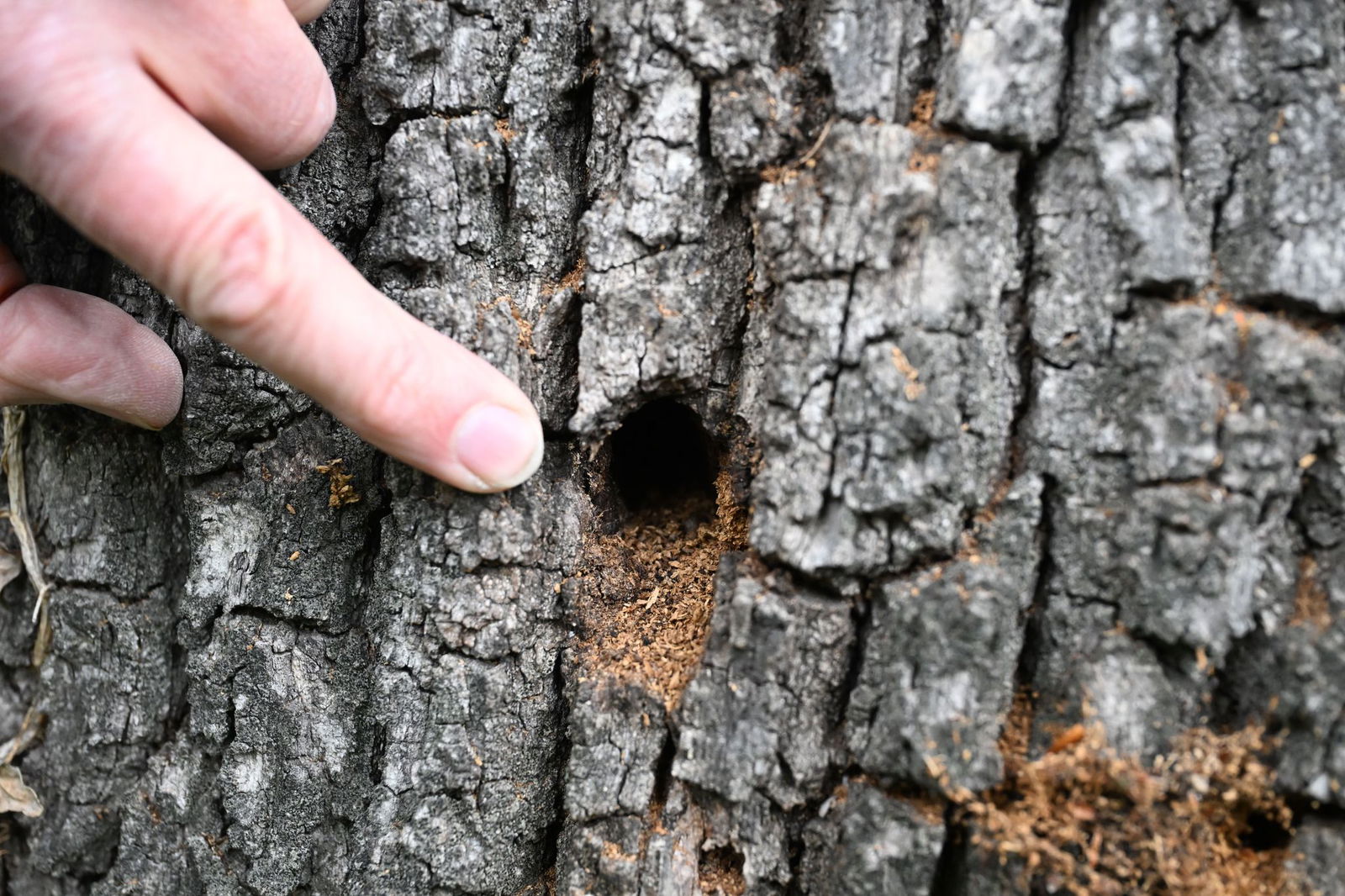 Wo Larven sich durchs Holz bohren, rieselt eine Art Sägemehl aus dem Stamm. 