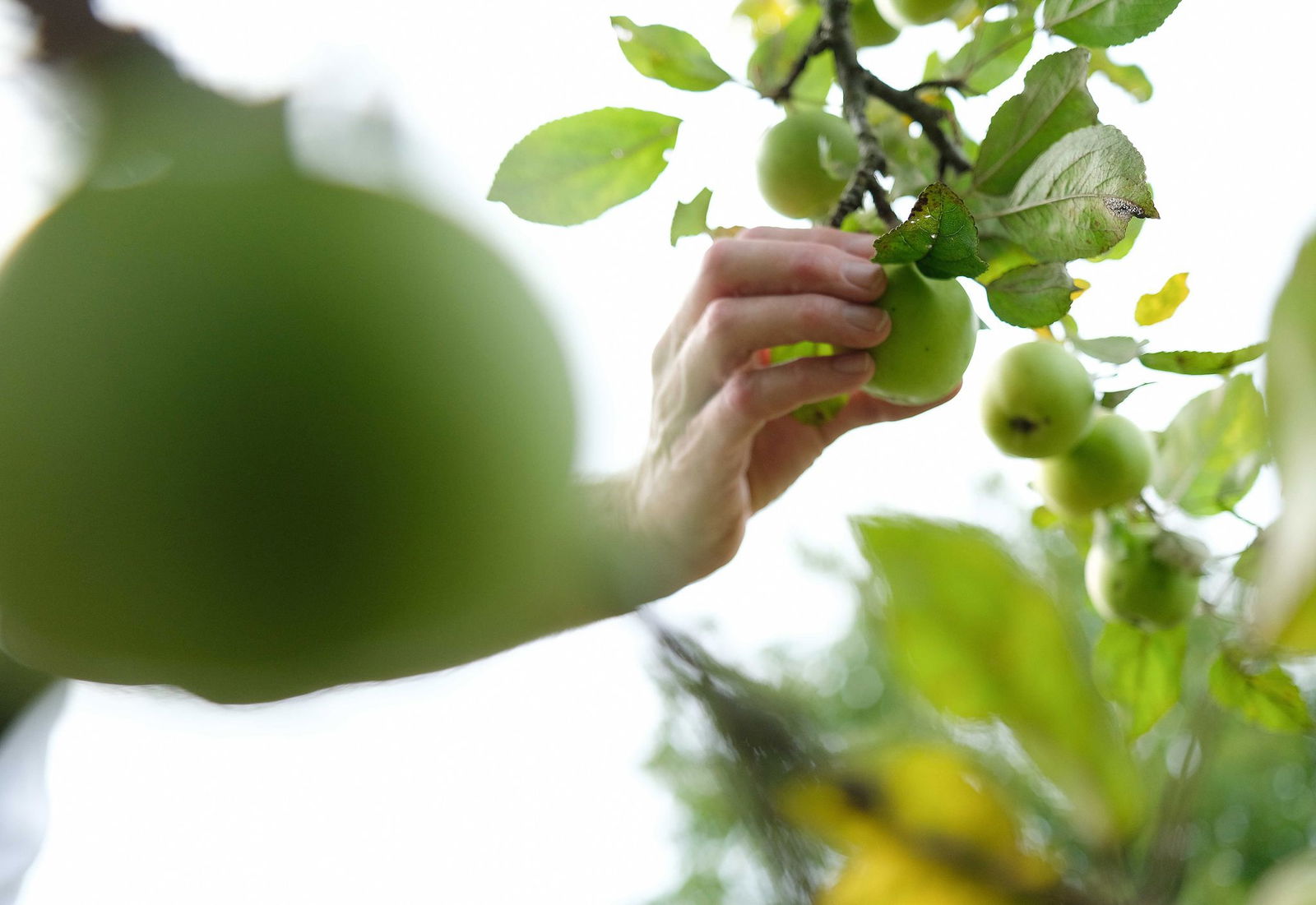 Mehrere Apfelbäume haben Diebe in Schorndorf aus einem Garten gestohlen. (Symbolbild)