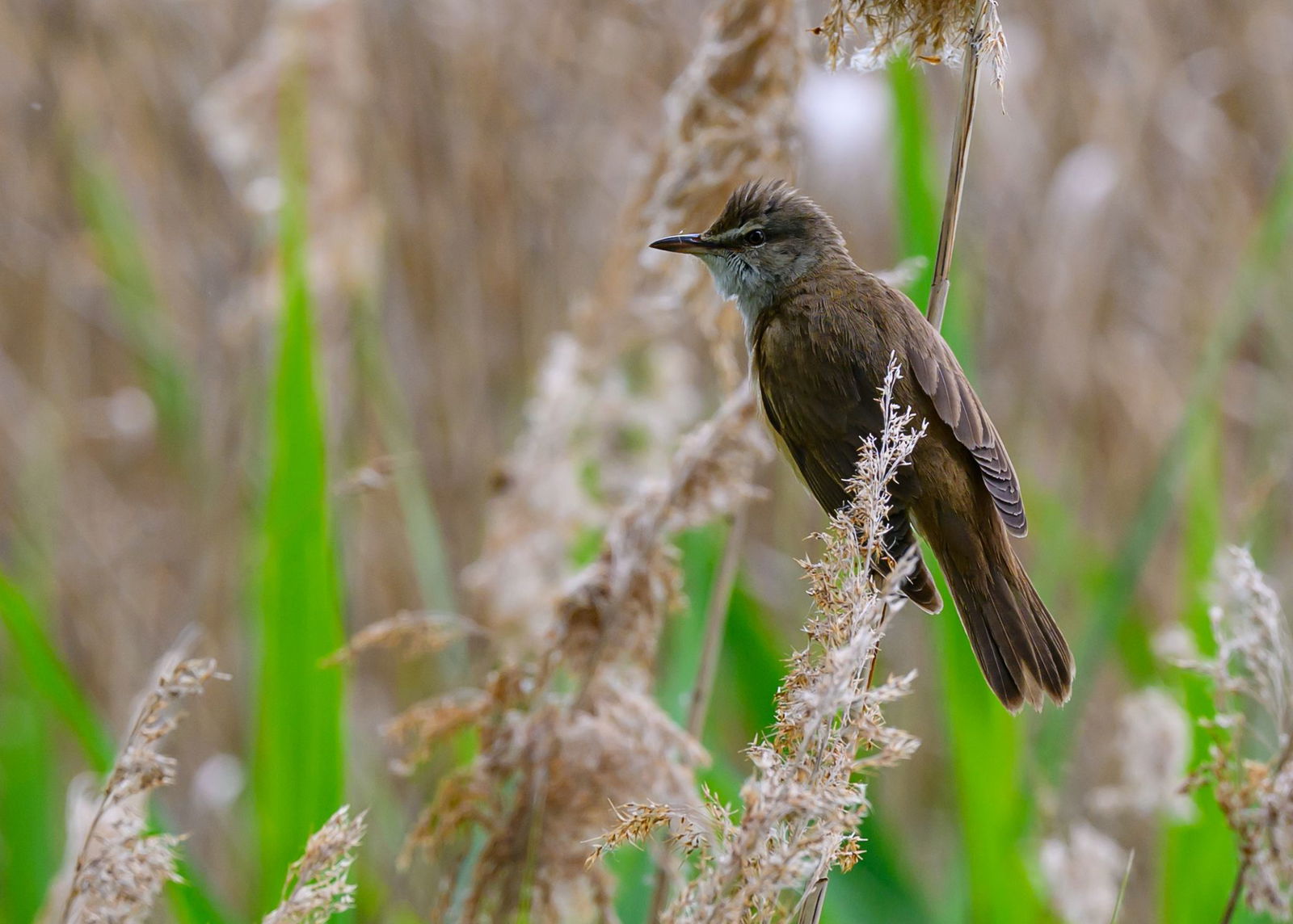 Auch um ihn geht es: den Drosselrohrsänger. (Archivfoto)