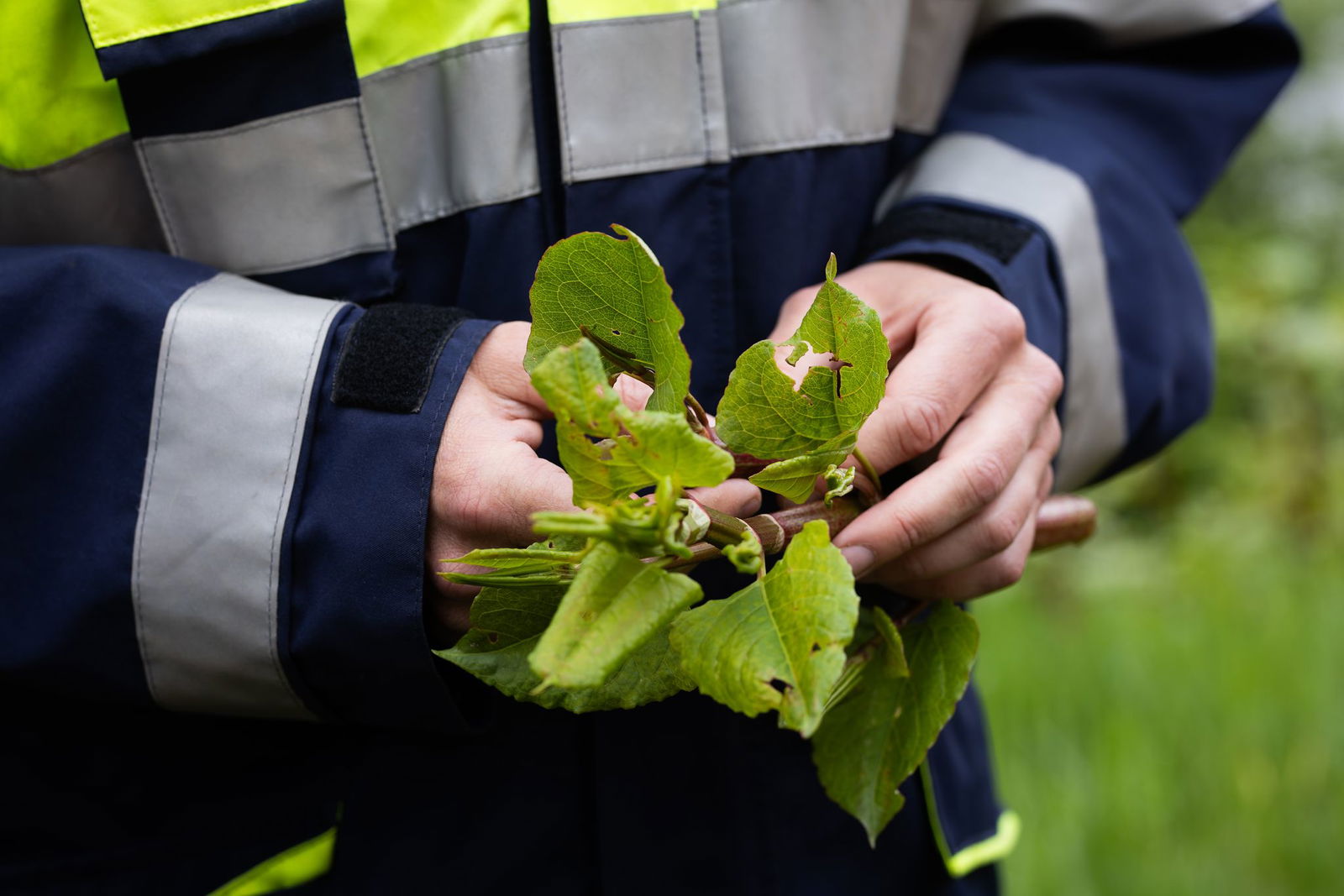 Der Staudenknöterich kann Bauwerke beschädigen und Asphalt sprengen. 