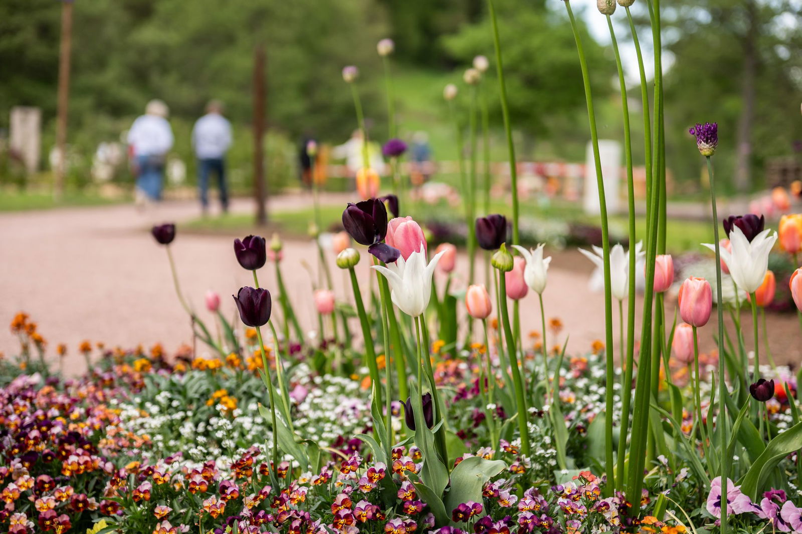Es blüht schon kräftig auf der Gartenschau.