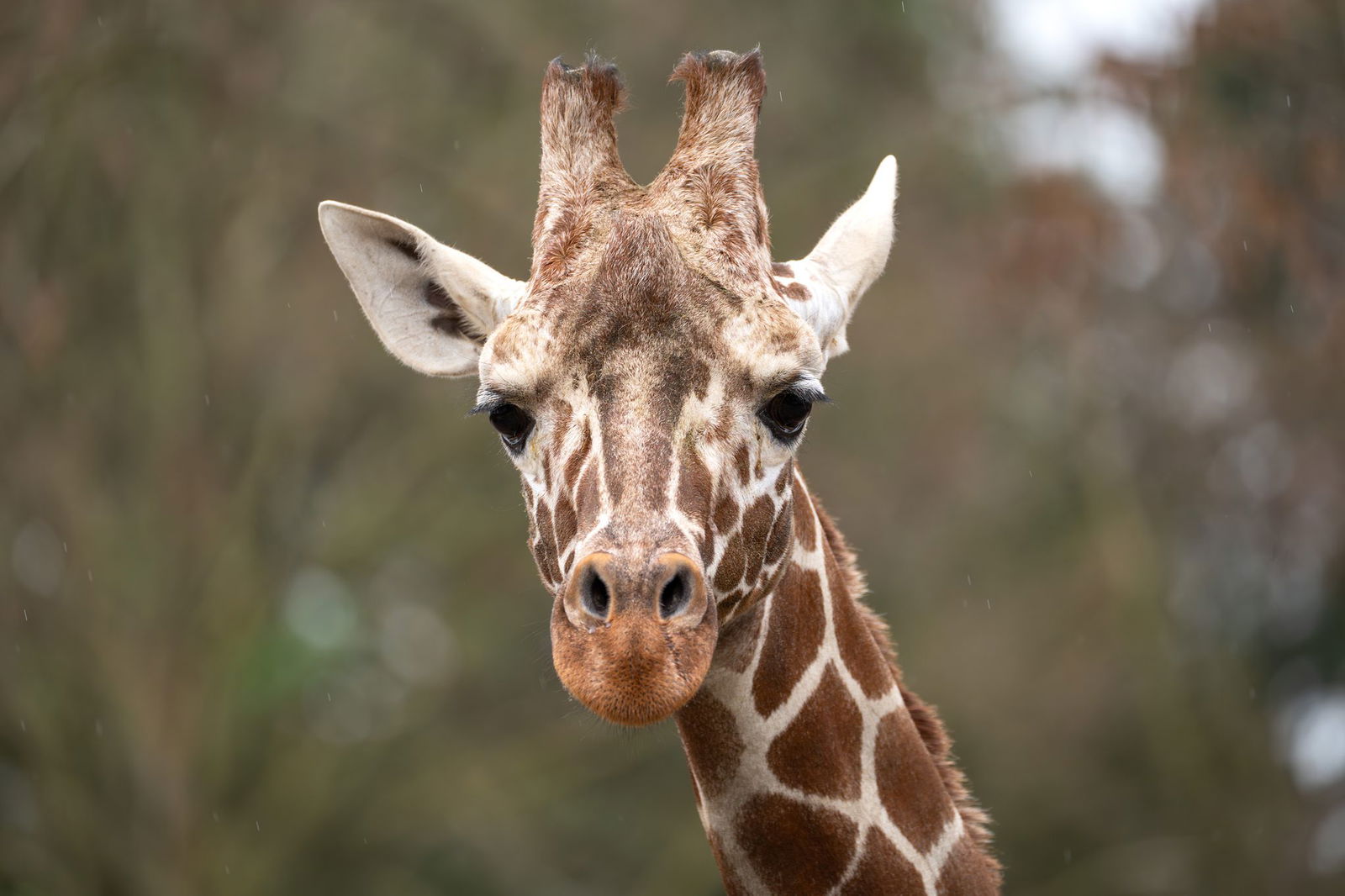 Der zweijährige Giraffenbulle Tilodi ist gestorben. 