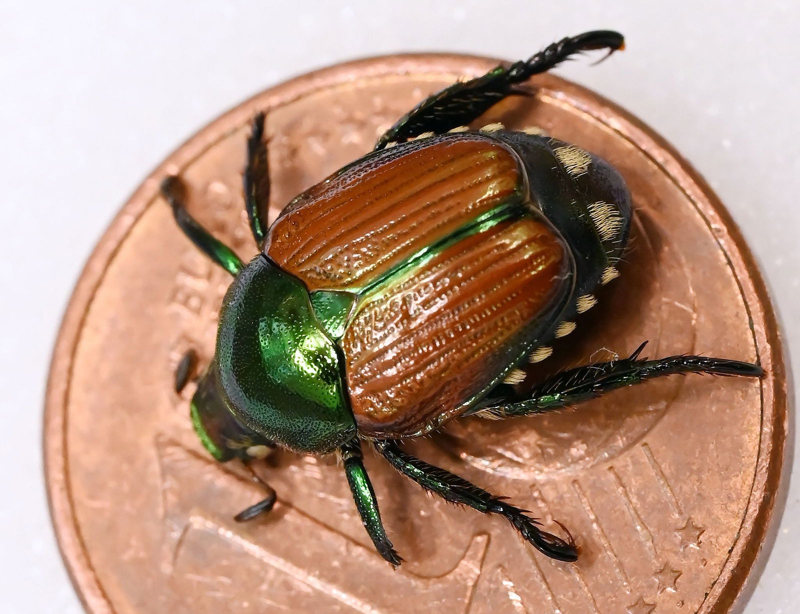In Baden-Württemberg wurden bereits Exemplare des Japankäfers gefunden. (Archivbild)