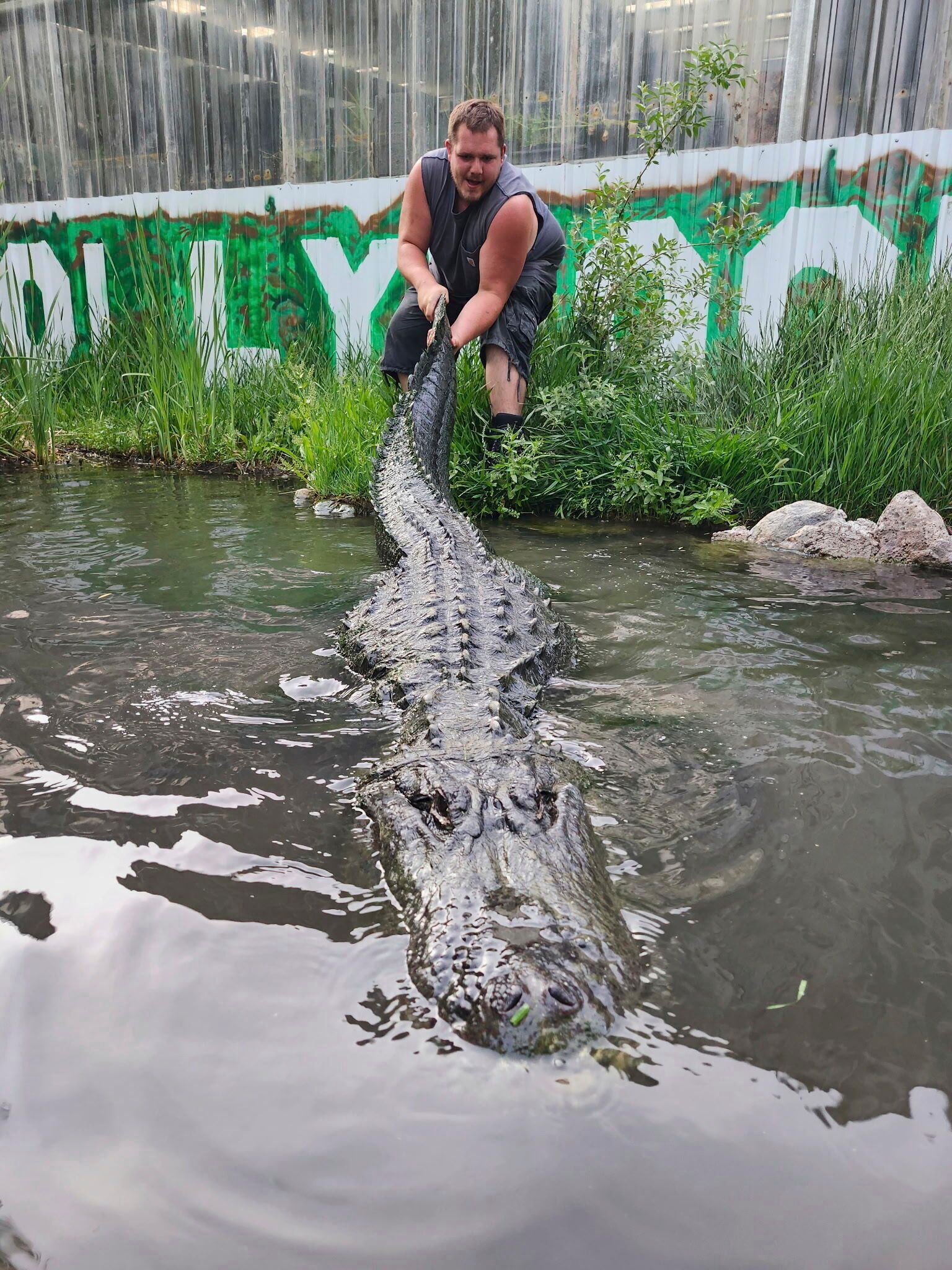 Hollywood-Alligator ist tot