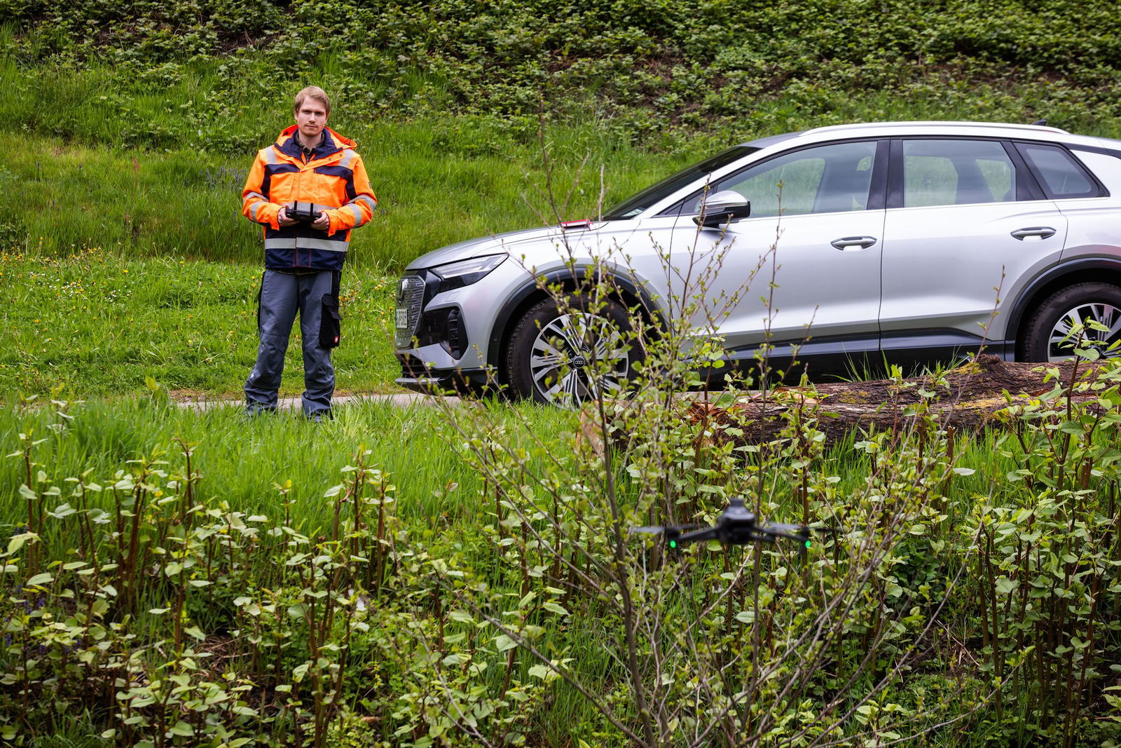 Der Staudenknöterich wächst häufig an Flussläufen. 