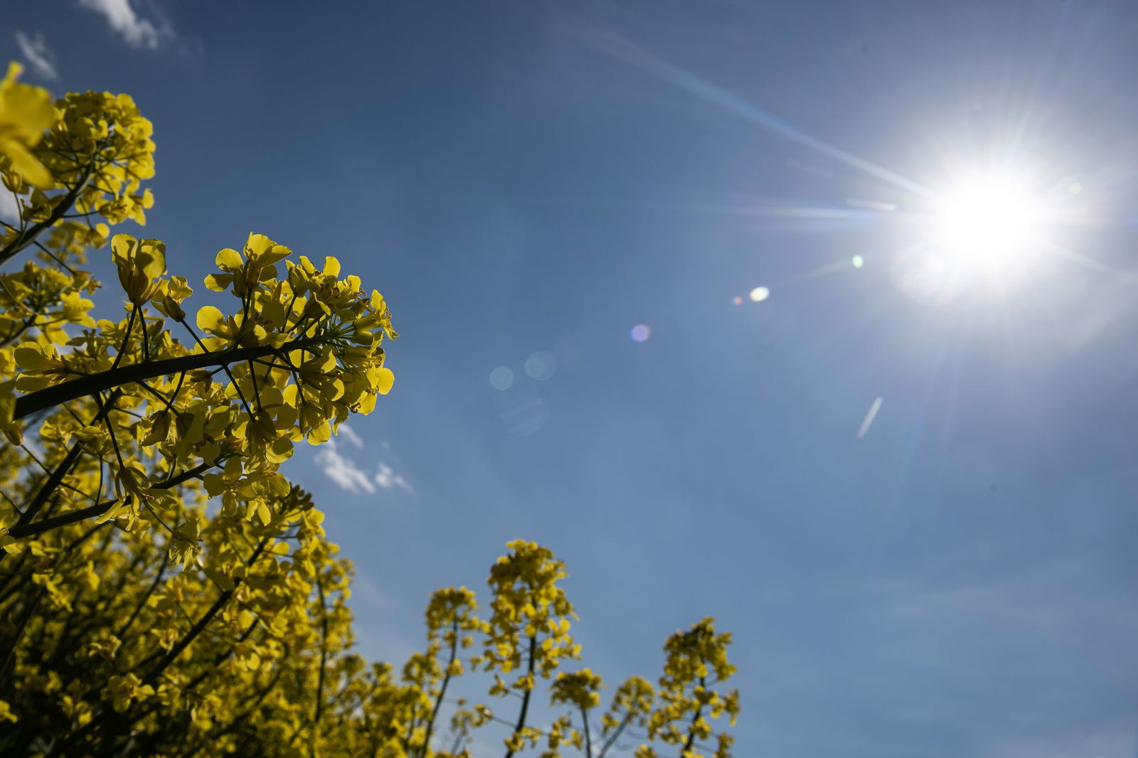 In Rheinland-Pfalz und im Saarland zeigt sich die Sonne. (Symbolbild)