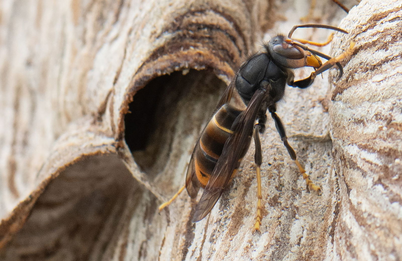 Die Asiatische Hornisse vertilgt eine Vielzahl von Insektenarten. (Archivbild)