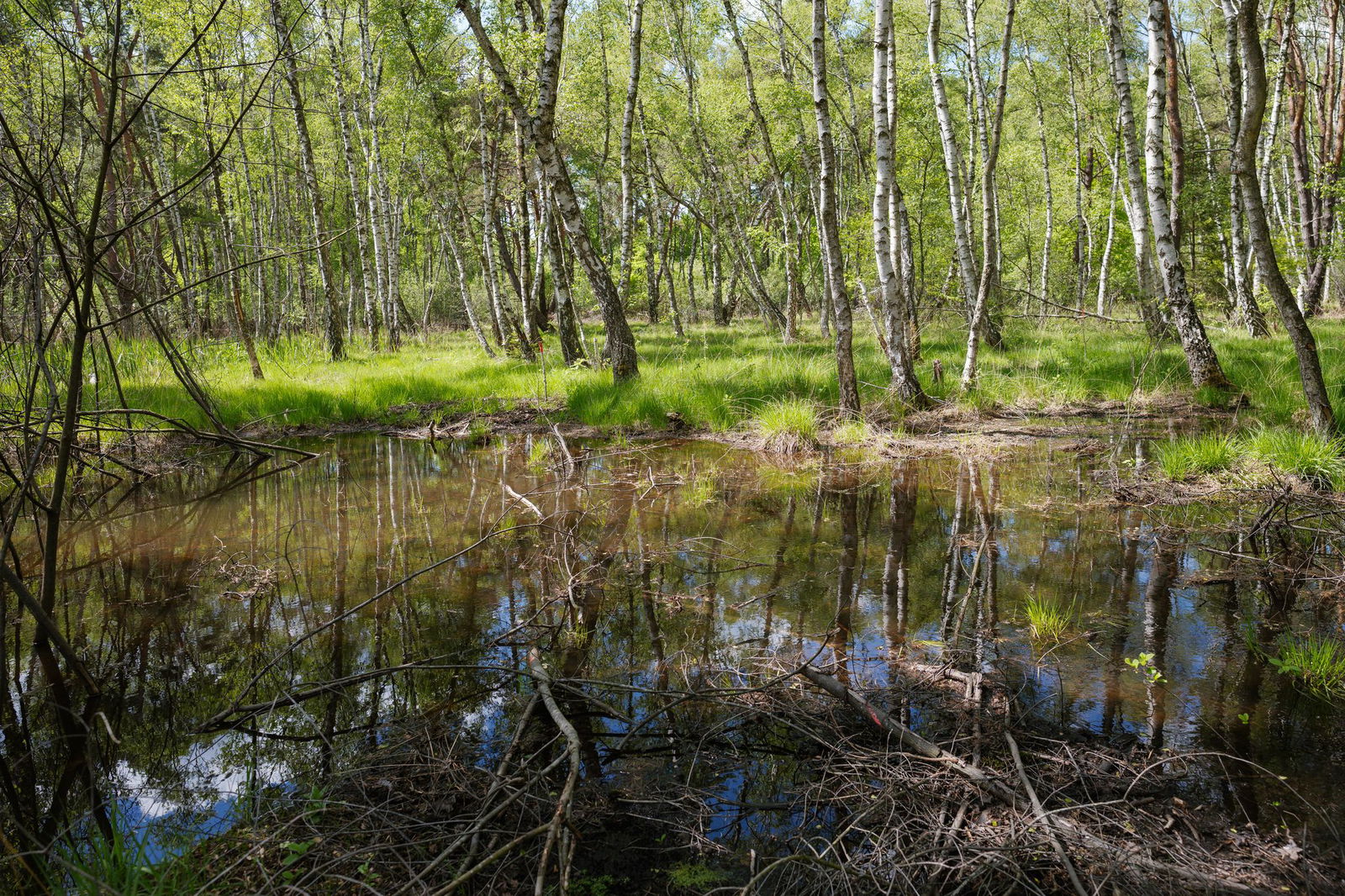 Durch die Wiederbewässerung wird die Moorlandschaft renaturiert. 