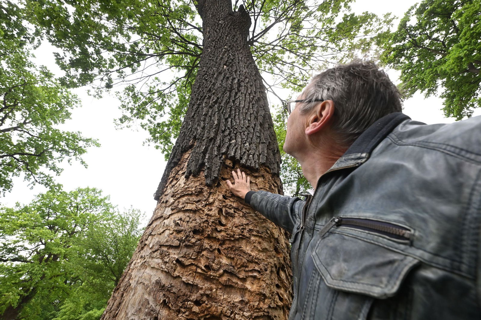 Der Umweltbeauftragte von Linkenheim-Hochstetten, Peter Pramann, kontrolliert eine befallene Eiche.