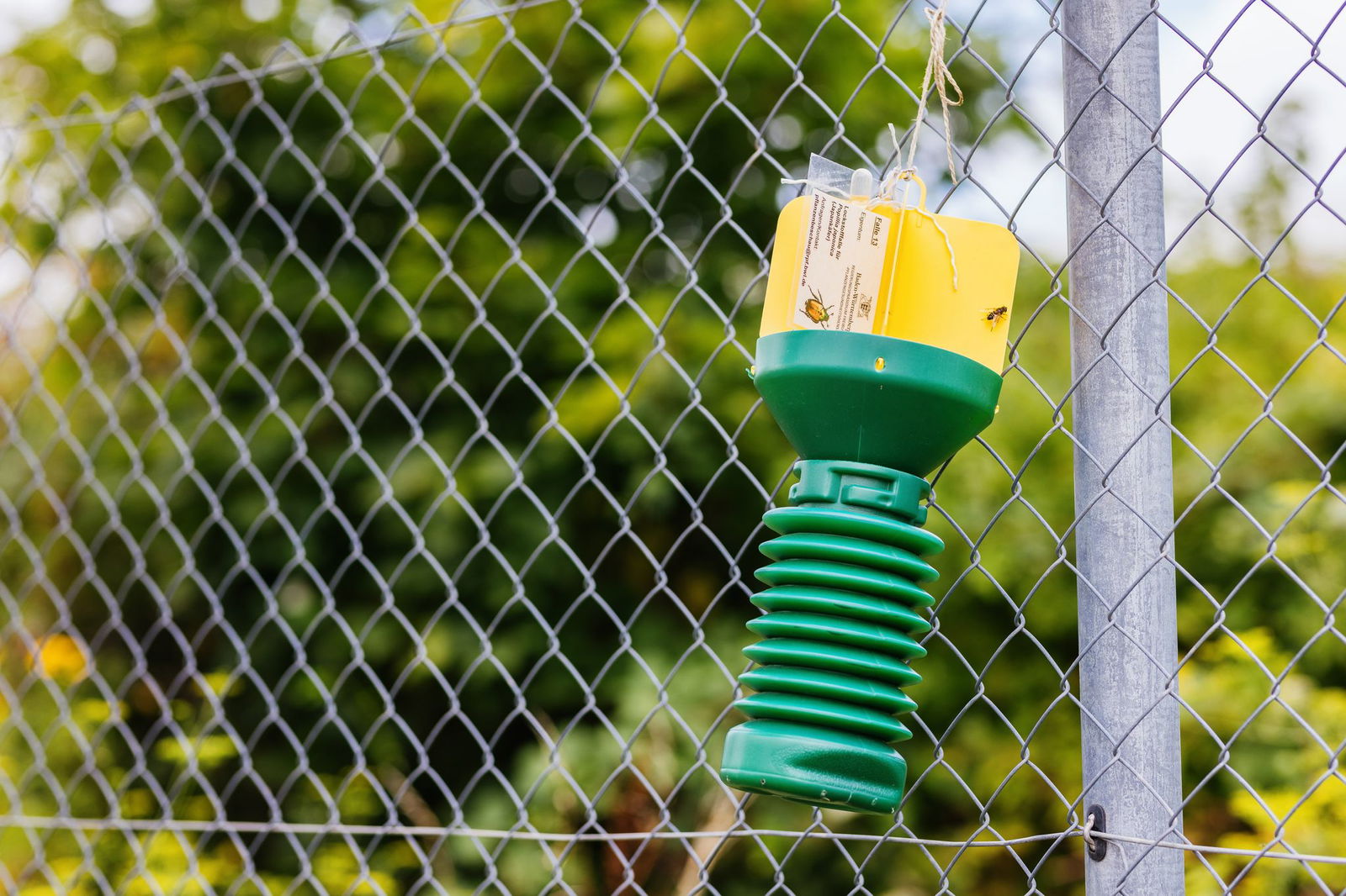 In Baden-Württemberg werden wieder Fallen gegen Japankäfer aufgestellt. (Archivbild)