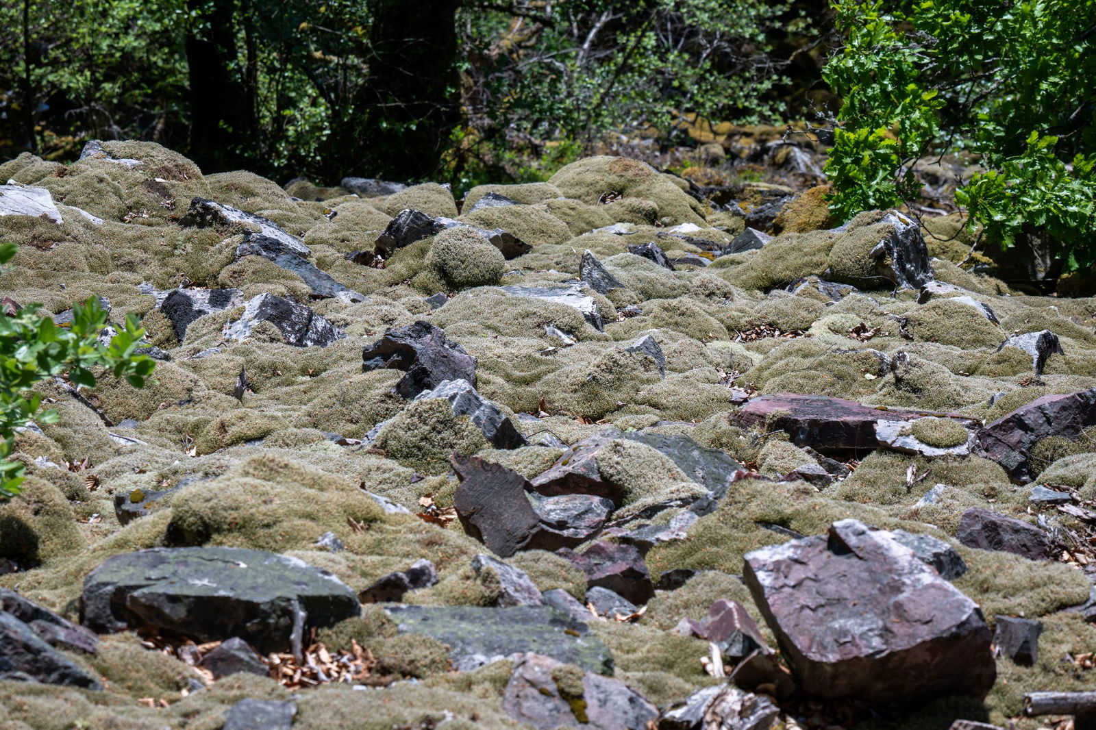In der wilden Natur entstehen Moose und Flechten.