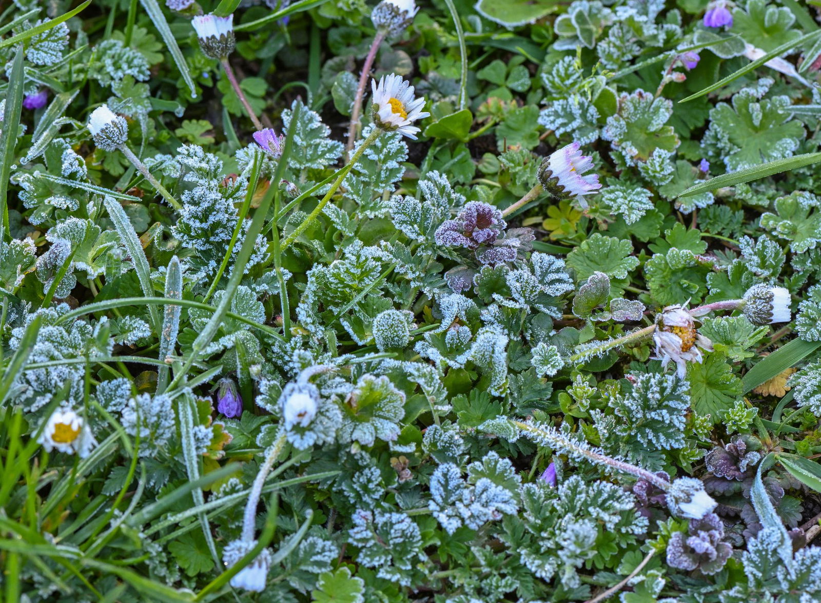 Der Deutsche Wetterdienst warnt vor einer frostigen Nacht. (Symbolbild)