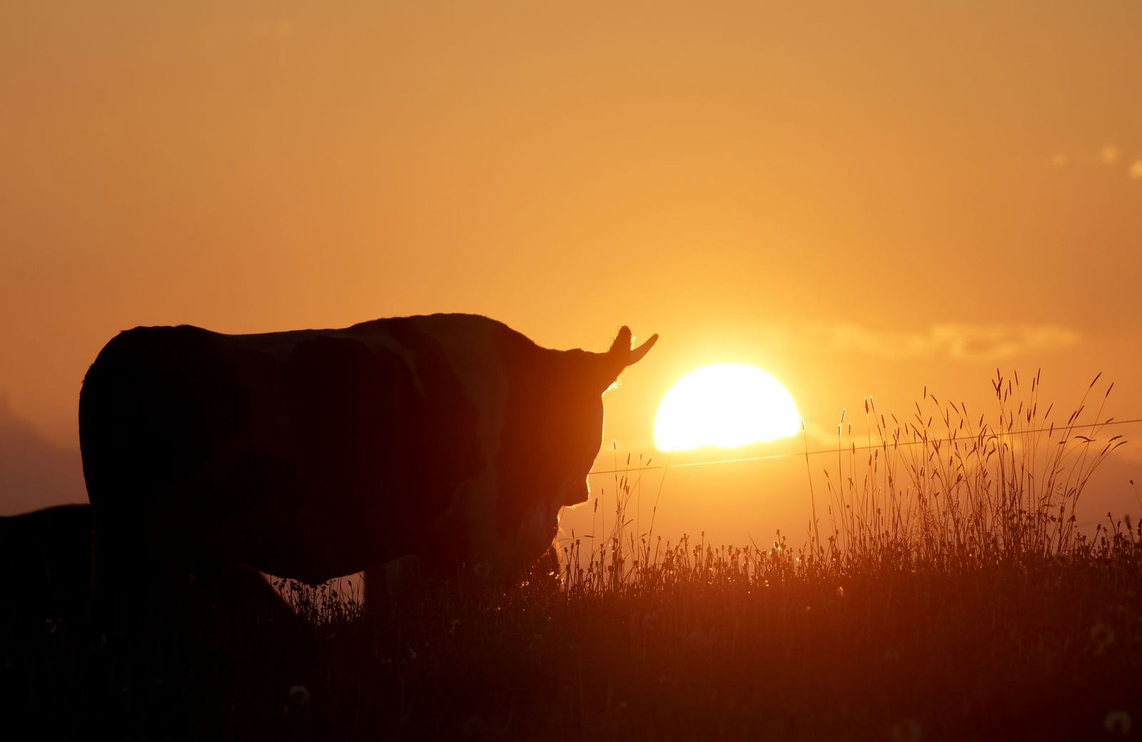In Baden-Württemberg wird es Tag für Tag wärmer - doch ab Mittwoch soll vermehrt regnerischer werden. 