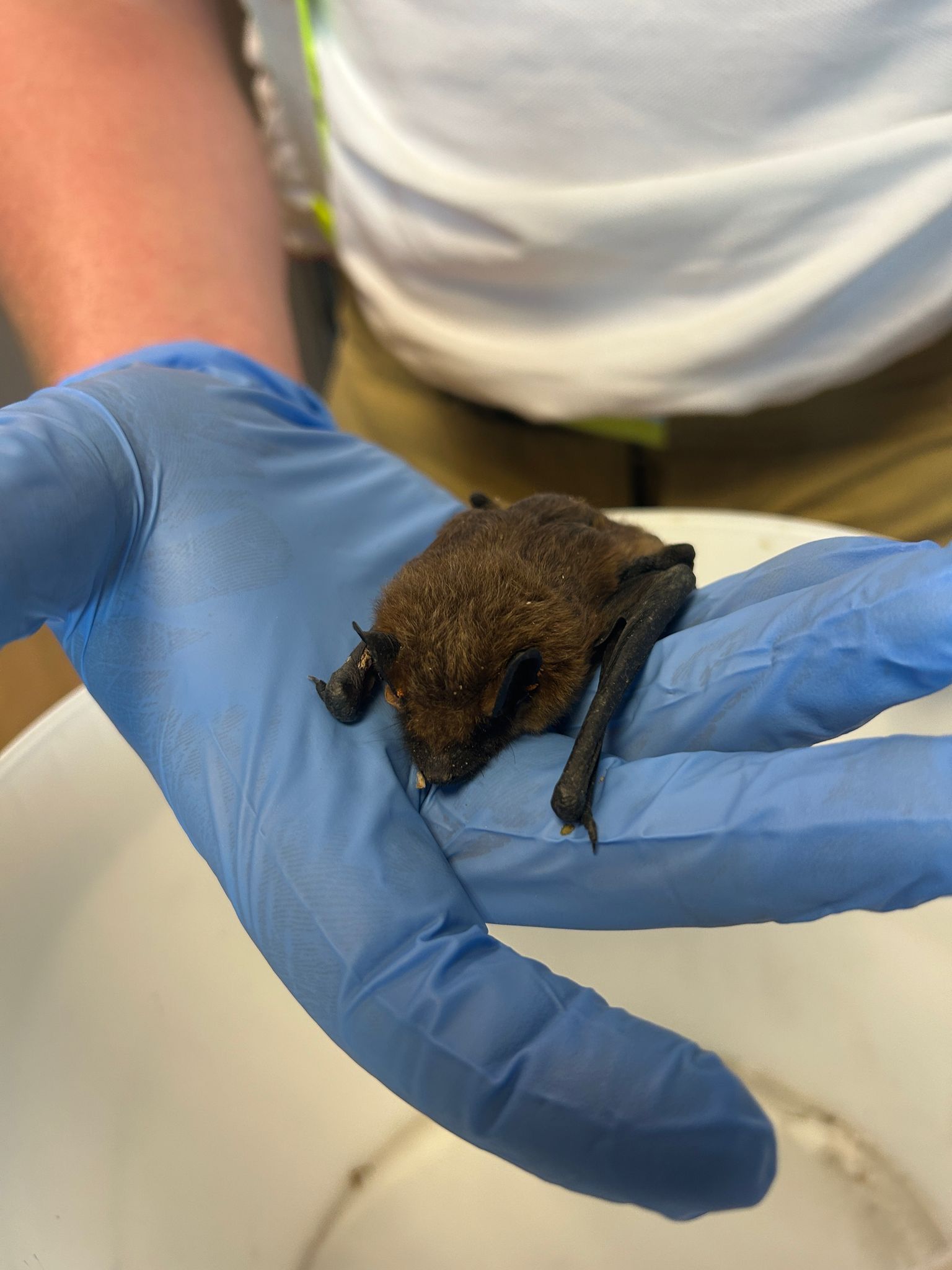 Das Tier war völlig erschöpft.