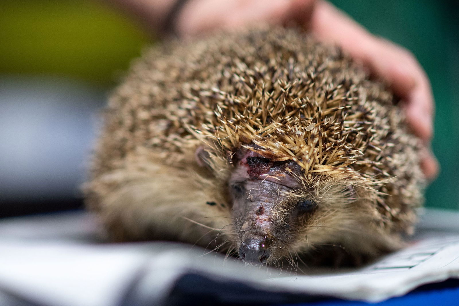 Mähroboter sind wahre Todesfallen für Igel. (Foto-Archiv)