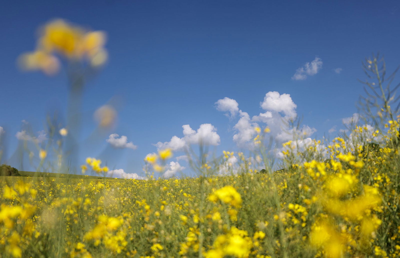 Wenig Regen, aber viele Sonnenstunden gab es im Frühjahr in Baden-Württemberg. (Symbolfoto) 