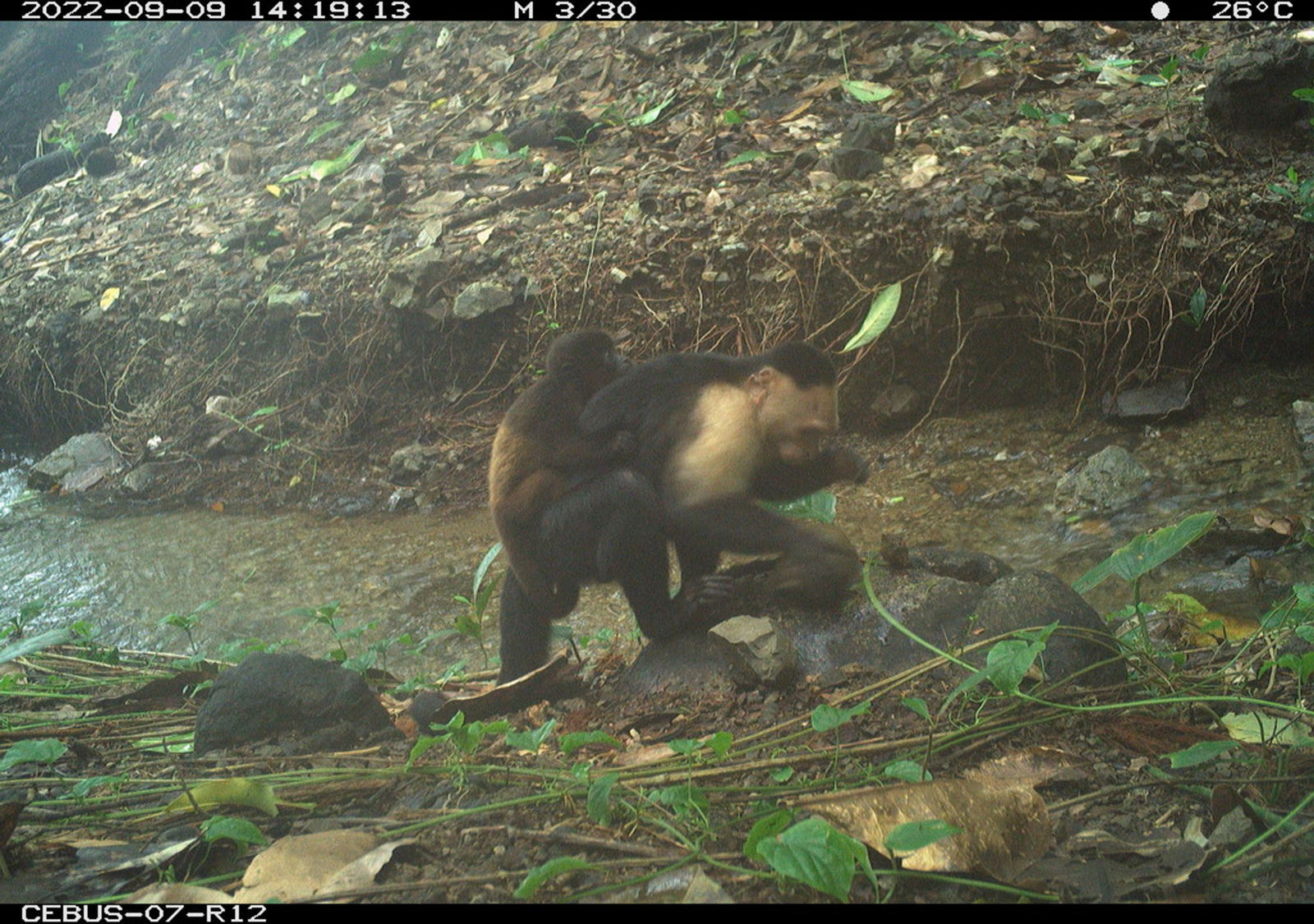 Die gestohlene Brüllaffen-Jungen wurden im Beobachtungszeitraum bis zu neun Tage lang herumgeschleppt.