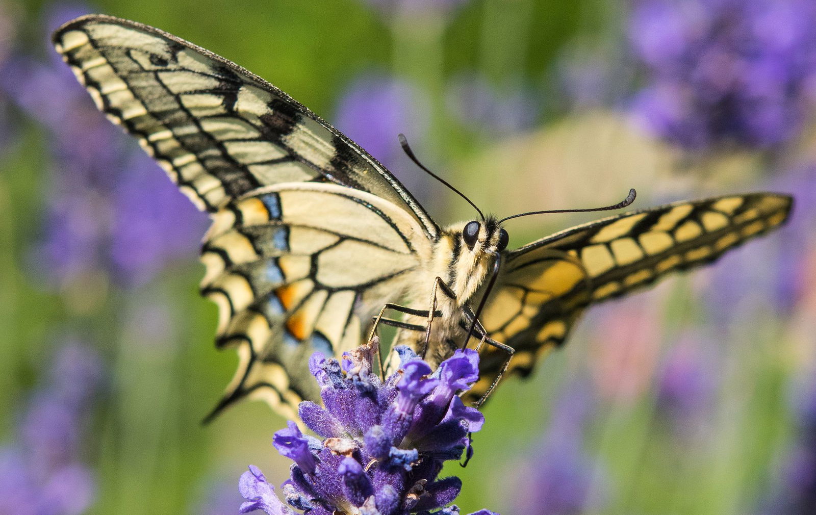 Der Schwalbenschwanz steht auf der Vorwarnliste. (Archivbild)