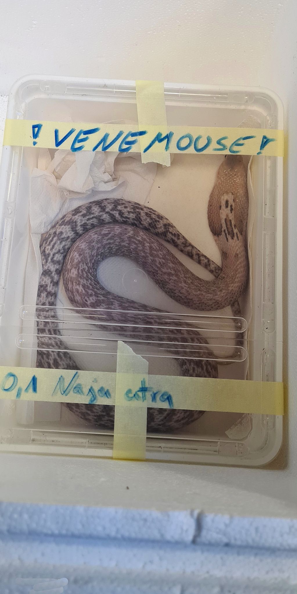 Einige der Schlangenarten sind hochgiftig. 